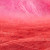 011 fuchsia